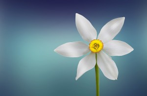 flower-729513_1280