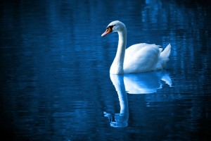 beautiful-16736_1280