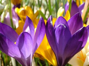 crocus-76852_1280