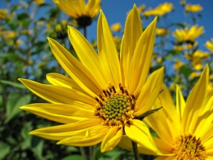 sunflower-229719_1280