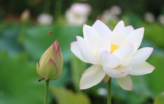 lotus-963633_640