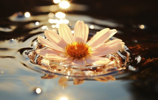 view-flower-water